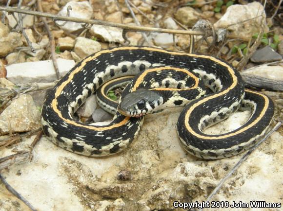 Eastern Black-necked Gartersnake (Thamnophis cyrtopsis ocellatus)