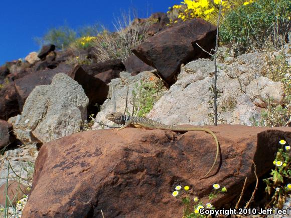 Sonoran Collared Lizard (Crotaphytus nebrius)