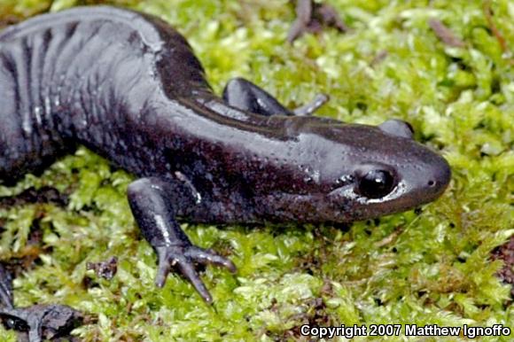 Silvery Salamander (Ambystoma platineum)