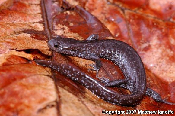Silvery Salamander (Ambystoma platineum)