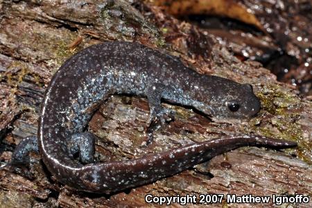 Silvery Salamander (Ambystoma platineum)