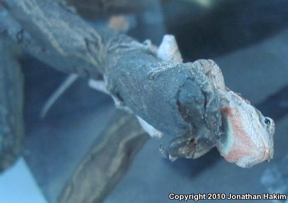 Colorado River Tree Lizard (Urosaurus ornatus symmetricus)