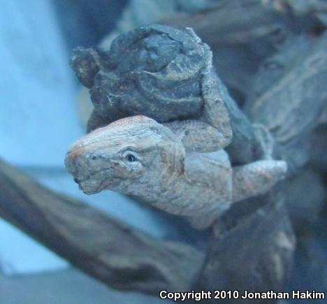 Colorado River Tree Lizard (Urosaurus ornatus symmetricus)