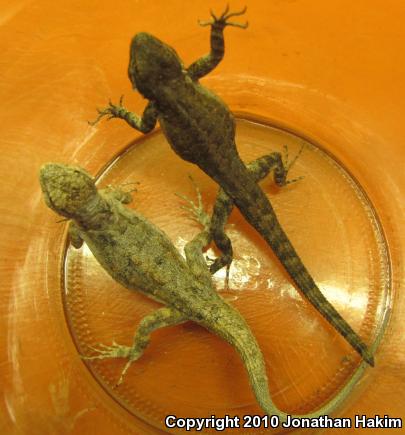 Colorado River Tree Lizard (Urosaurus ornatus symmetricus)