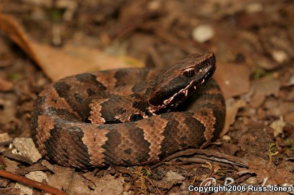 Western Cottonmouth (Agkistrodon piscivorus leucostoma)