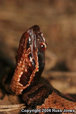 Western Cottonmouth (Agkistrodon piscivorus leucostoma)