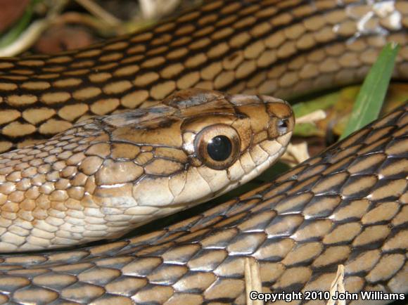 Common Lizard Eater (Mastigodryas melanolomus)