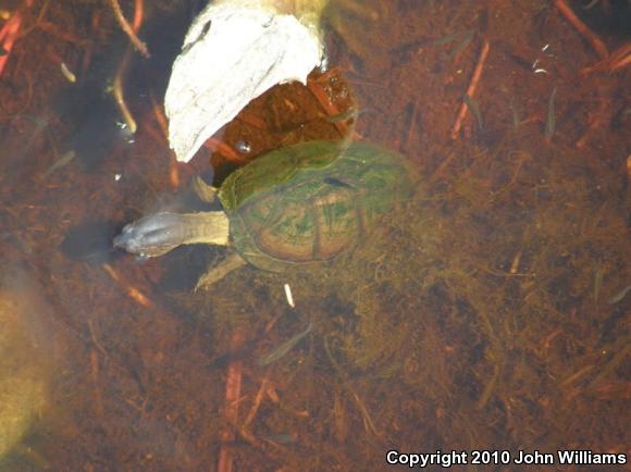 Scorpion Mud Turtle (Kinosternon scorpioides)