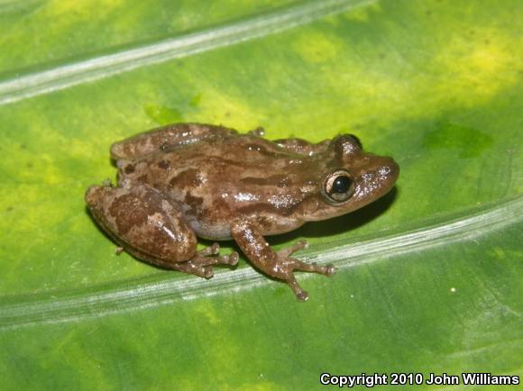 Stauffer's Treefrog (Scinax staufferi staufferi)