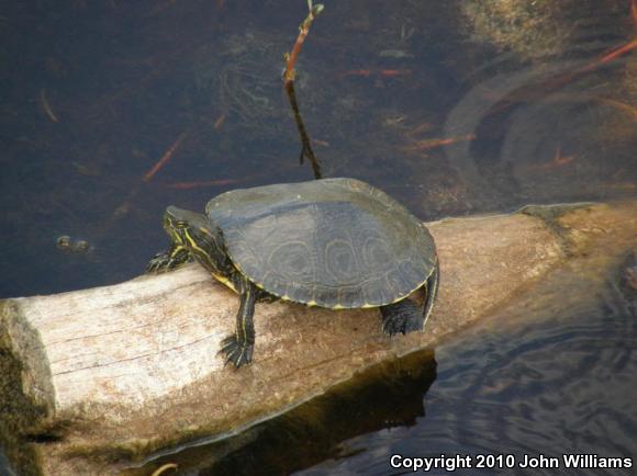 Meso-American Slider (Trachemys venusta)