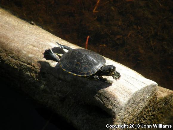 Meso-American Slider (Trachemys venusta)