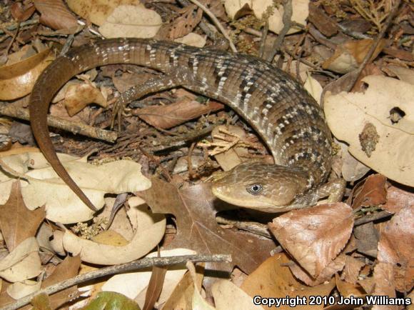 Texas Alligator Lizard (Gerrhonotus infernalis infernalis)