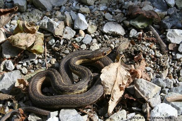 Eastern Gartersnake (Thamnophis sirtalis sirtalis)