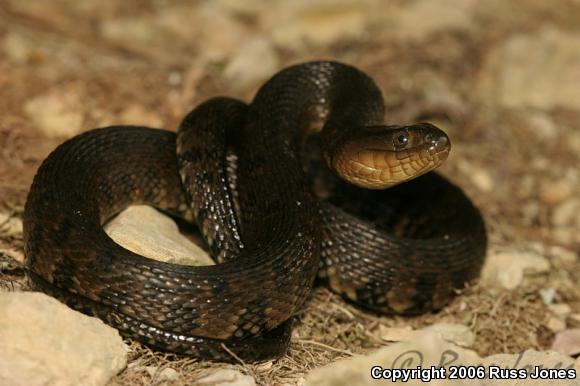 Mississippi Green Watersnake (Nerodia cyclopion)