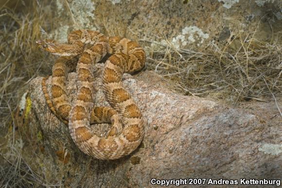 Baja California Lyresnake (Trimorphodon biscutatus lyrophanes)