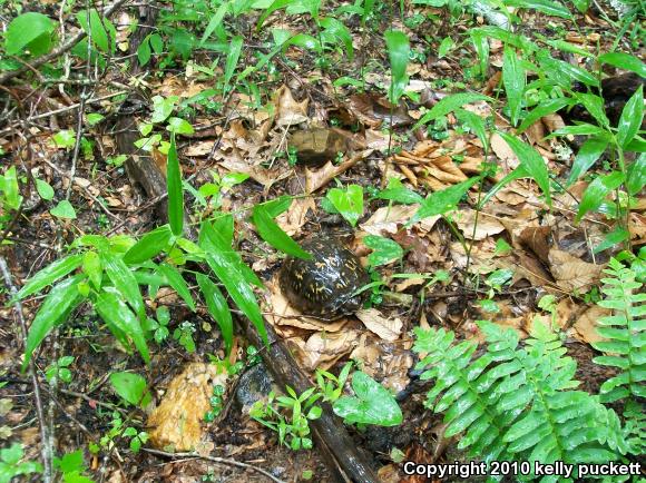 Eastern Box Turtle (Terrapene carolina carolina)