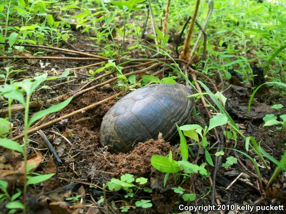 Eastern Mud Turtle (Kinosternon subrubrum subrubrum)