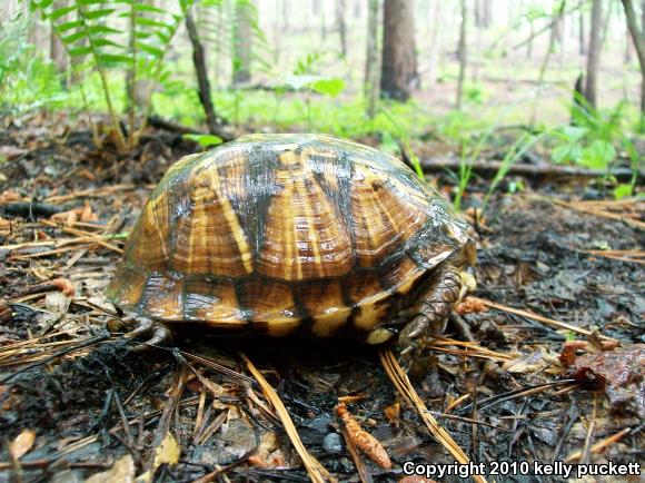 Eastern Box Turtle (Terrapene carolina carolina)