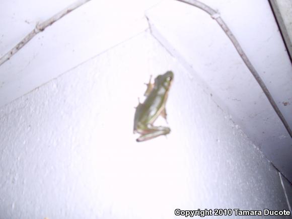 Green Treefrog (Hyla cinerea)