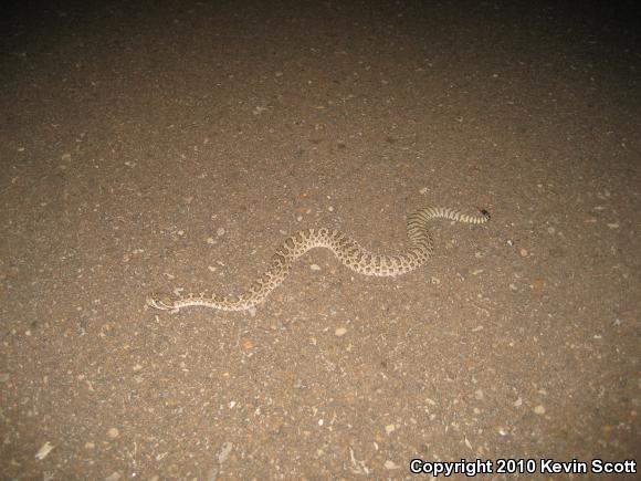 Prairie Rattlesnake (Crotalus viridis)