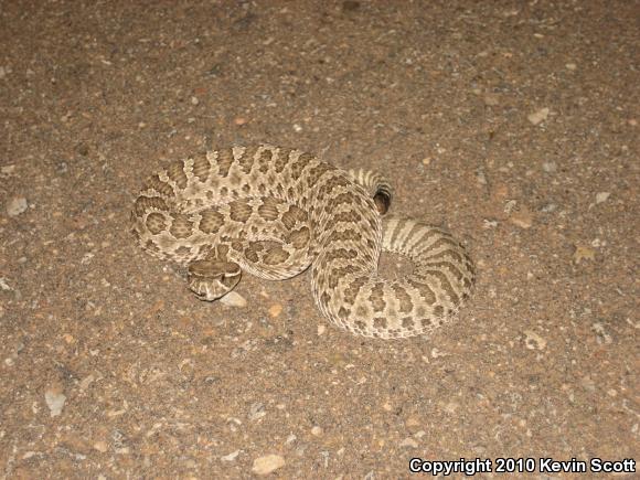 Prairie Rattlesnake (Crotalus viridis)