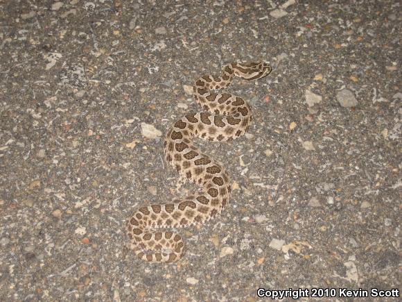 Western Massasauga (Sistrurus catenatus tergeminus)