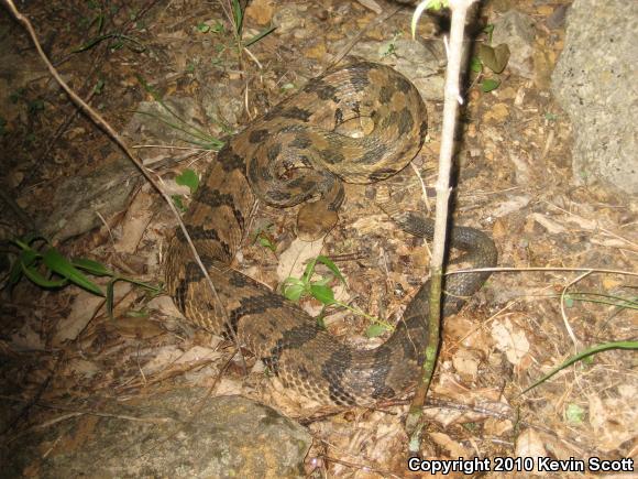 Timber Rattlesnake (Crotalus horridus)