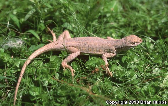 Northern Keeled Earless Lizard (Holbrookia propinqua propinqua)
