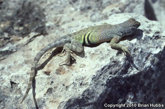 Texas Earless Lizard (Cophosaurus texanus texanus)