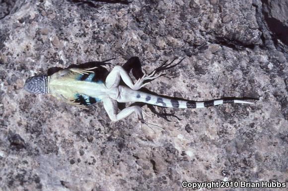 Texas Earless Lizard (Cophosaurus texanus texanus)