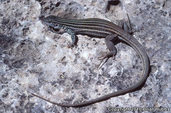 Texas Spotted Whiptail (Aspidoscelis gularis gularis)