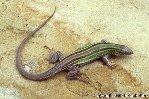 Prairie Racerunner (Aspidoscelis sexlineata viridis)