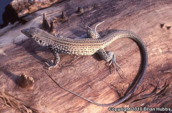 Sonoran Tiger Whiptail (Aspidoscelis tigris aethiops)