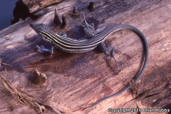 Plateau Striped Whiptail (Aspidoscelis velox)