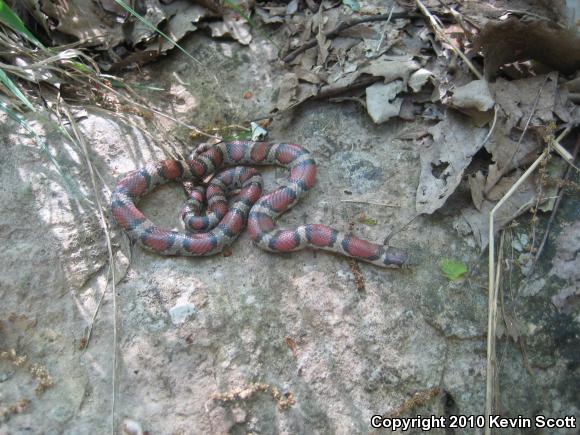 Red Milksnake (Lampropeltis triangulum syspila)