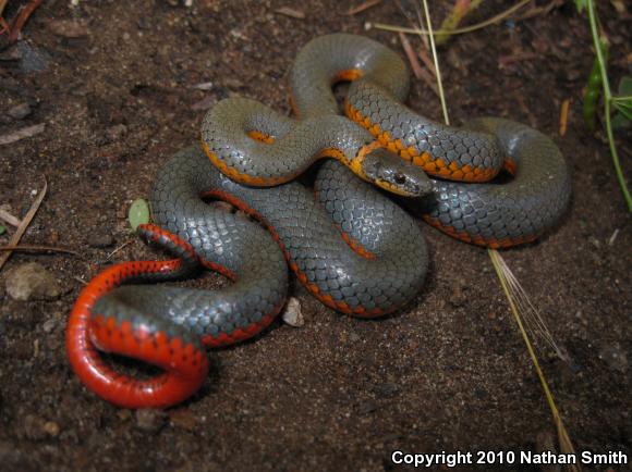 Pacific Ring-necked Snake (Diadophis punctatus amabilis)