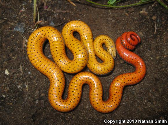 Pacific Ring-necked Snake (Diadophis punctatus amabilis)