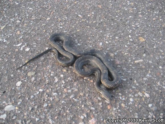 Black Ratsnake (Pantherophis obsoletus)