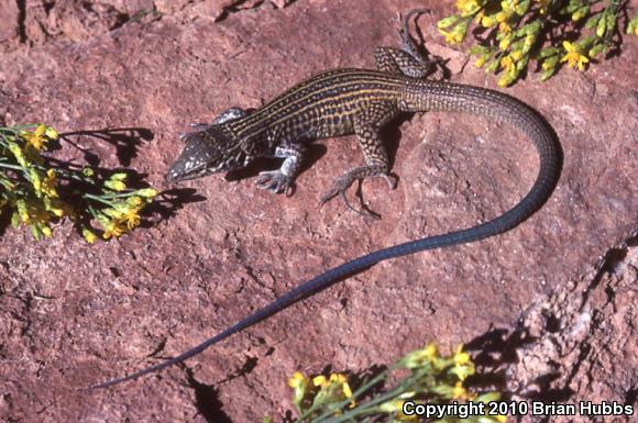 Great Basin Whiptail (Aspidoscelis tigris tigris)