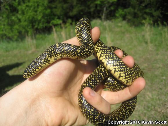 Speckled Kingsnake (Lampropeltis getula holbrooki)