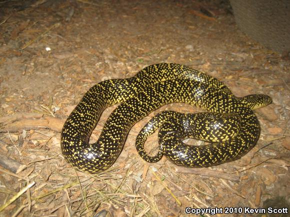 Speckled Kingsnake (Lampropeltis getula holbrooki)