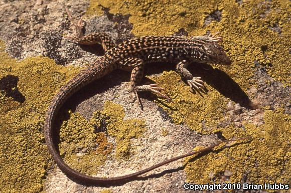 California Whiptail (Aspidoscelis tigris munda)