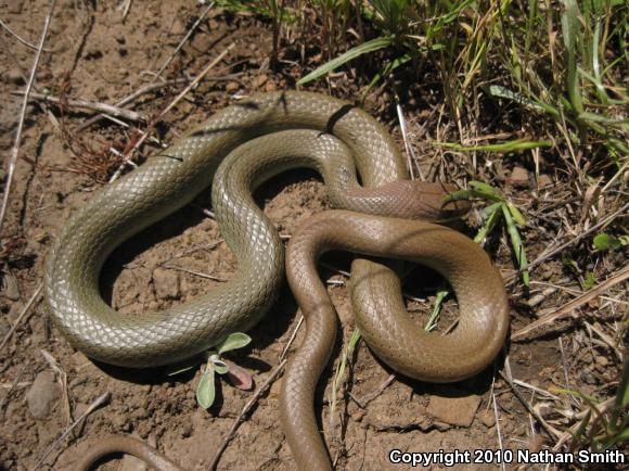 Western Yellow-bellied Racer (Coluber constrictor mormon)