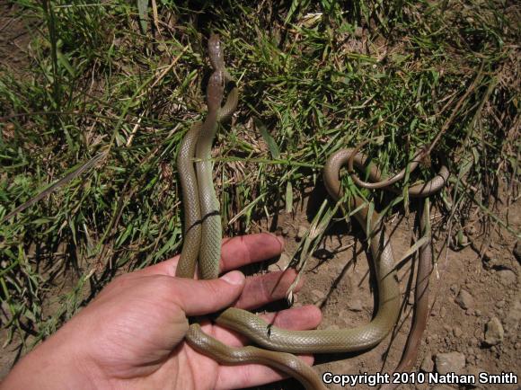 Western Yellow-bellied Racer (Coluber constrictor mormon)