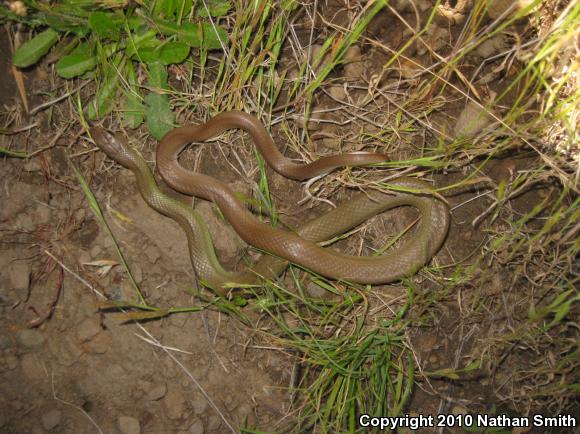 Western Yellow-bellied Racer (Coluber constrictor mormon)