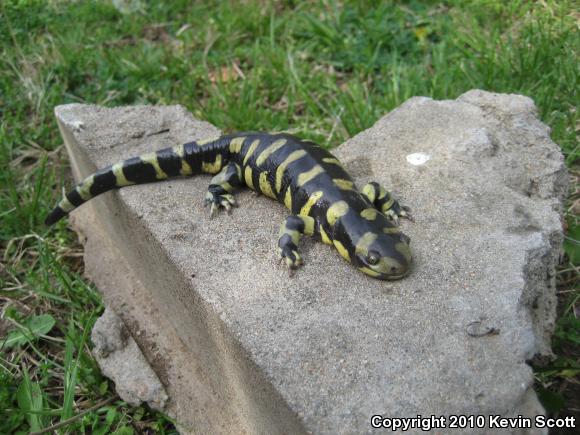 Barred Tiger Salamander (Ambystoma mavortium mavortium)