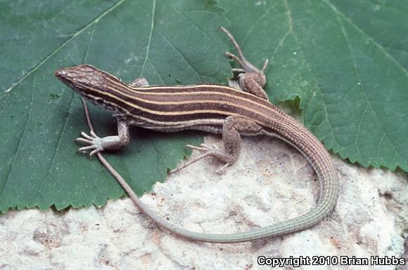 Desert Grassland Whiptail (Aspidoscelis uniparens)