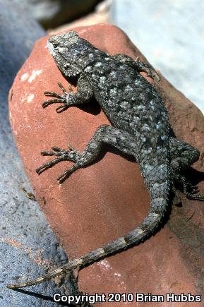 Clark's Spiny Lizard (Sceloporus clarkii)