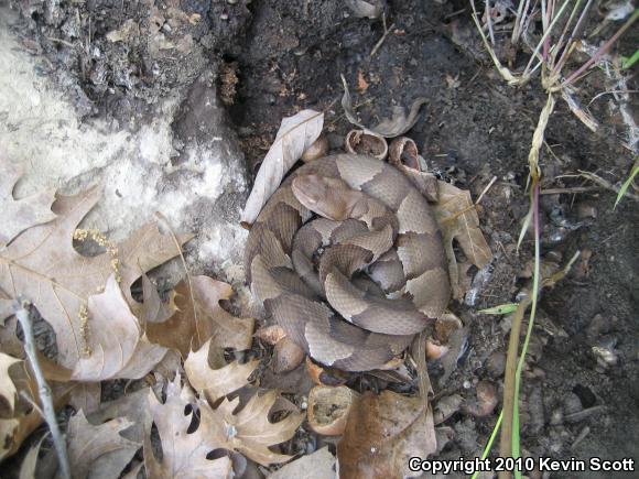 Osage Copperhead (Agkistrodon contortrix phaeogaster)