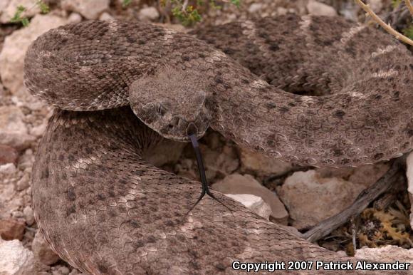 Western Diamond-backed Rattlesnake (Crotalus atrox)